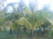 Mulshi Resort